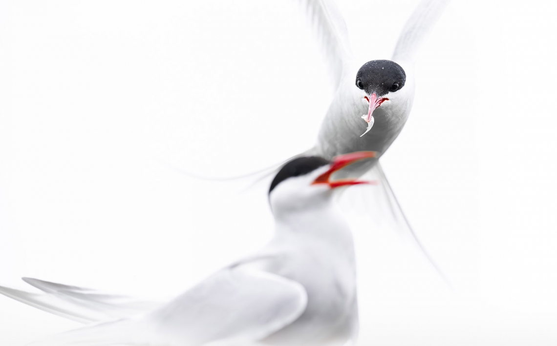 Arctic Tern